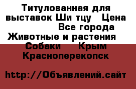 Титулованная для выставок Ши-тцу › Цена ­ 100 000 - Все города Животные и растения » Собаки   . Крым,Красноперекопск